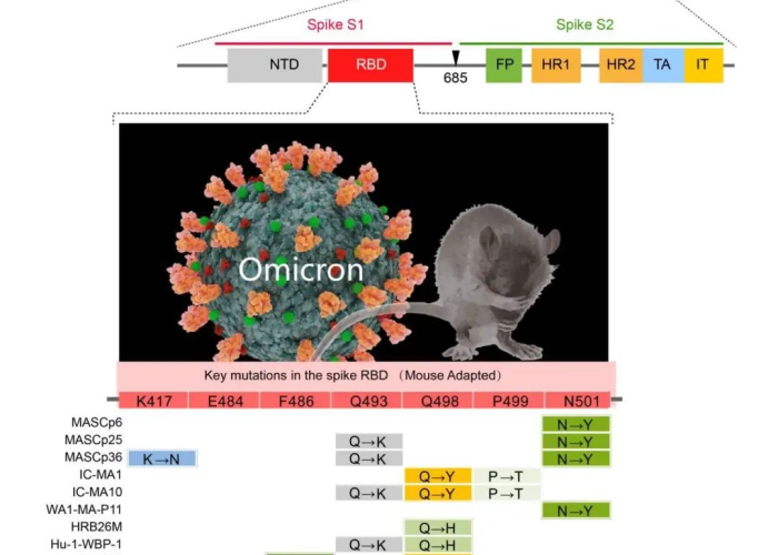 奥密克戎是新冠病毒吗?深度解析变异株与原始毒株的科学关联与差异 奥密克戎是新冠病毒吗?深度解析变异株与原始毒株的科学关联与差异