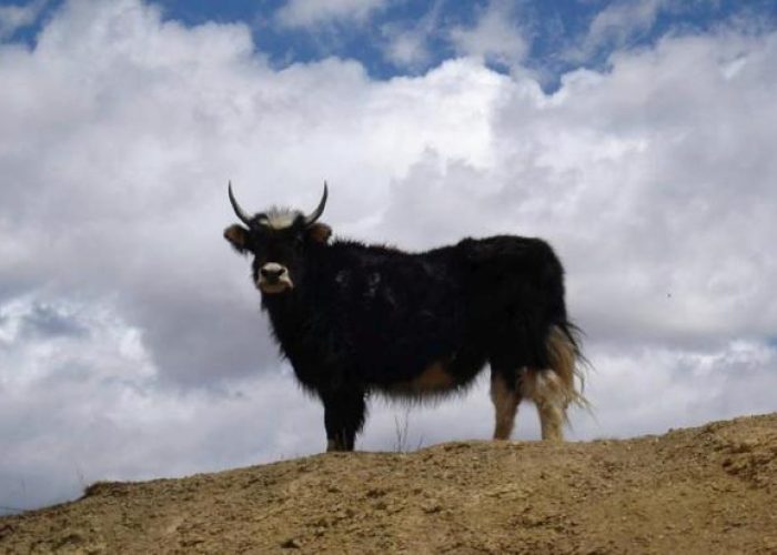 什么是冬奥会的吉祥物（冬奥会吉祥物是什么意思）