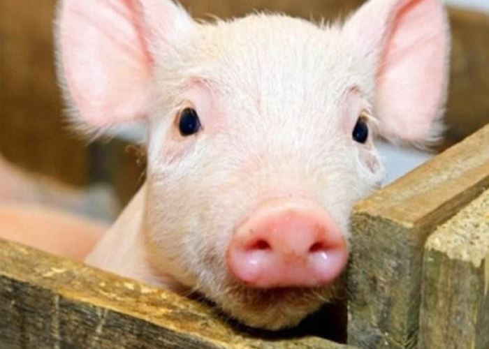 一分钟了解“创建炸 金花房间链接教程”详细房卡使用教程