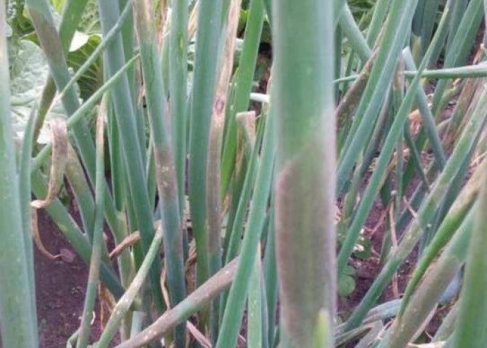 炭疽疫情的症状，识别、诊断与防控的关键指南