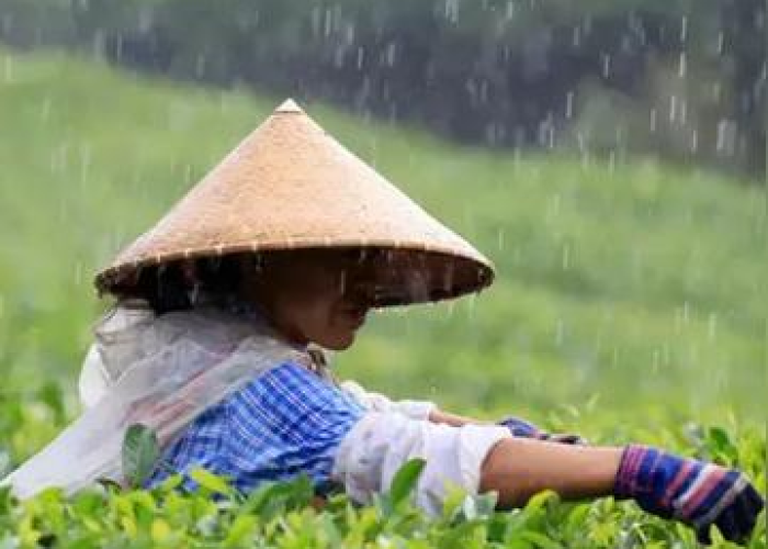 【春节后快递几号恢复/2021春节后快递什么时候发货】