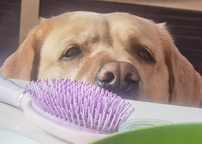 【出入沈阳疫情最新消息,出入沈阳的最新规定】 【出入沈阳疫情最新消息,出入沈阳的最新规定】