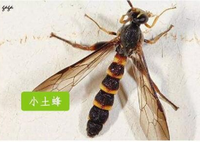土蜂幼虫功效:土蜂的虫卵照片