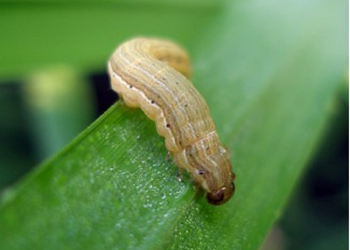 土蜂幼虫功效:土蜂的虫卵照片