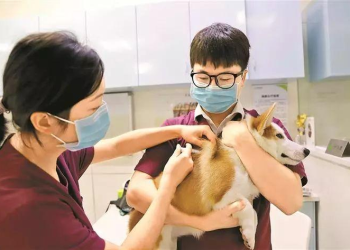 免费打疫苗好还是不好/免费打疫苗好吗 免费打疫苗好还是不好/免费打疫苗好吗