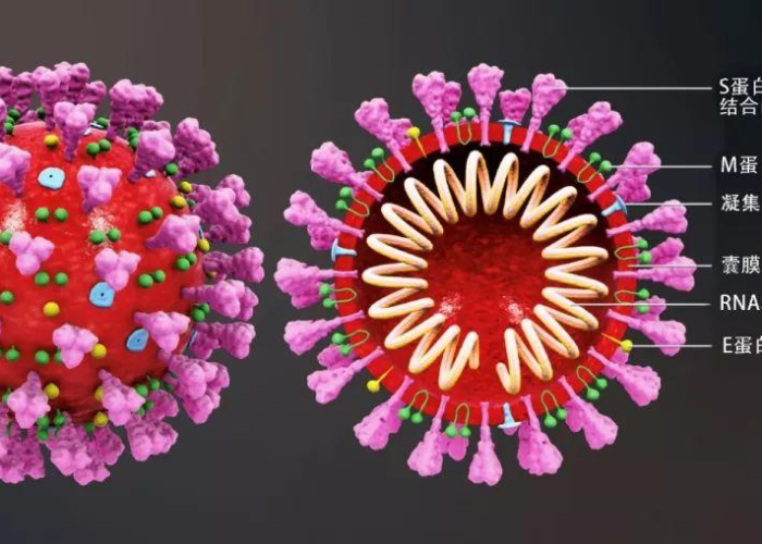 新冠状病毒早期症状是什么/新冠病毒 早期 症状