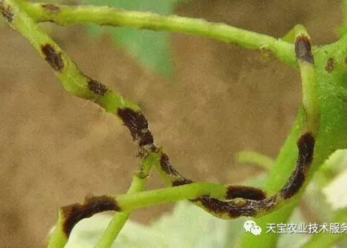 炭疽病怎么念?揭秘发音误区与疾病防治全攻略 炭疽病怎么念?揭秘发音误区与疾病防治全攻略