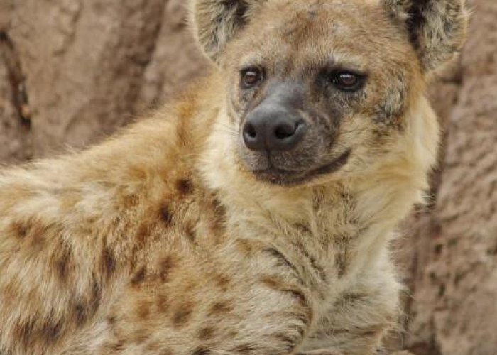 房卡全攻略“微信链接牛牛房卡怎么弄”获取房卡教程-哔哩哔哩