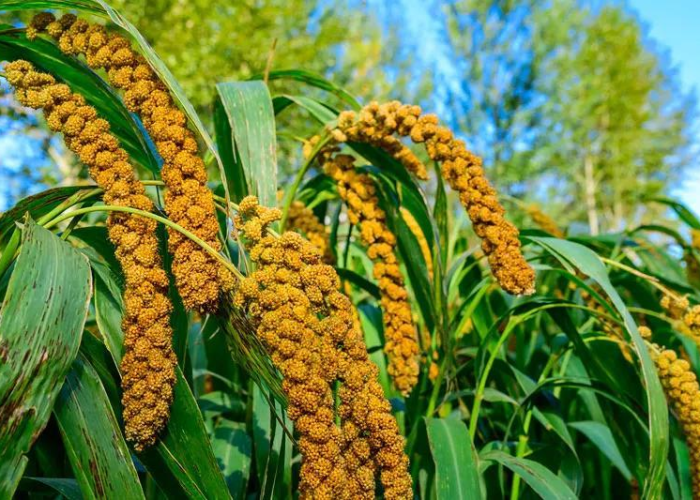 秒懂百科“金花牛牛房卡出售”详细房卡怎么购买教程