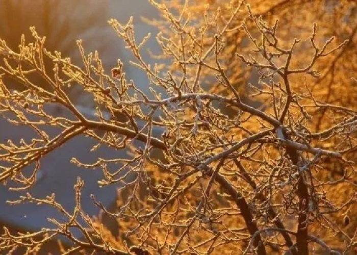 静安疫记,梧桐深处的呼吸与等待 静安疫记,梧桐深处的呼吸与等待