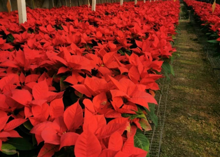 一分钟介绍使用“斗牛链接房卡找谁购买”获取房卡教程-哔哩哔哩