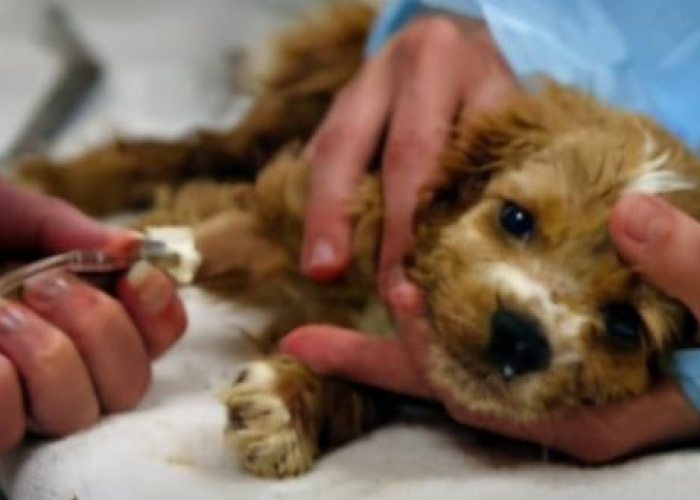 拨开迷雾探病源,犬瘟热病毒何以击垮爱犬之躯 拨开迷雾探病源,犬瘟热病毒何以击垮爱犬之躯