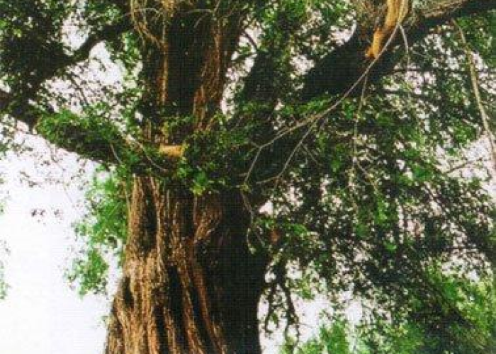 【吉林榆树疫情是哪年开始的/吉林榆树是疫区吗】 【吉林榆树疫情是哪年开始的/吉林榆树是疫区吗】