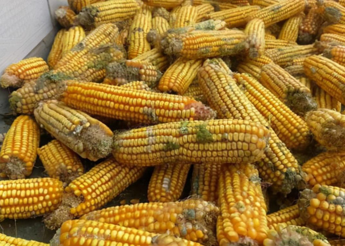 湖北新增3例无症状病例(湖北新增本土确诊10例 无症状10例) 湖北新增3例无症状病例(湖北新增本土确诊10例 无症状10例)