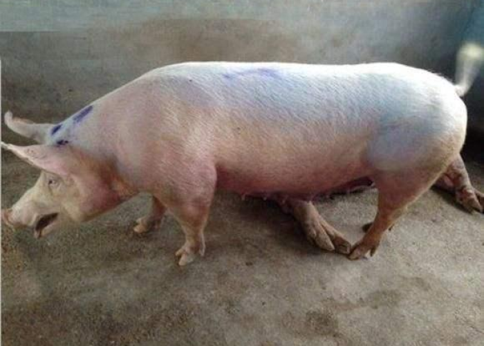 肺炎支原体有点高，别慌，但务必重视！科学解读与应对指南