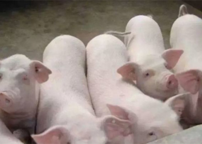 2023猪瘟最新消息今天视频/2020猪瘟最新消息可传人 2023猪瘟最新消息今天视频/2020猪瘟最新消息可传人