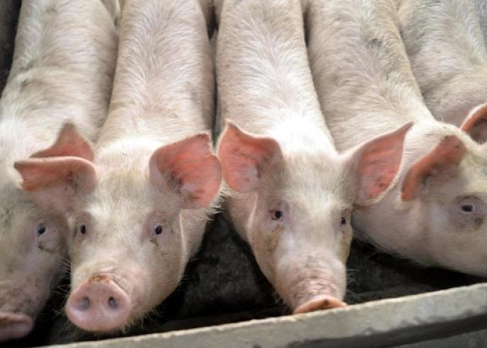 2023猪瘟最新消息今天视频/2020猪瘟最新消息可传人 2023猪瘟最新消息今天视频/2020猪瘟最新消息可传人