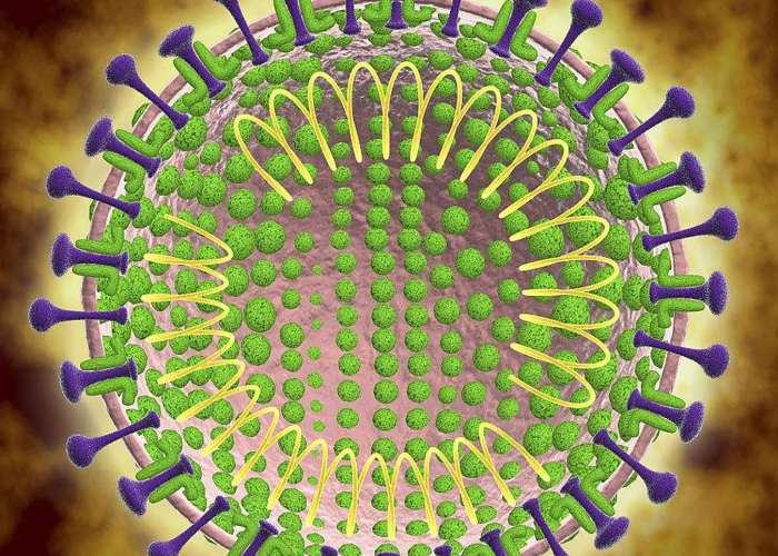 新冠状病毒初期症状多久出现(新冠病毒症状早期几天) 新冠状病毒初期症状多久出现(新冠病毒症状早期几天)
