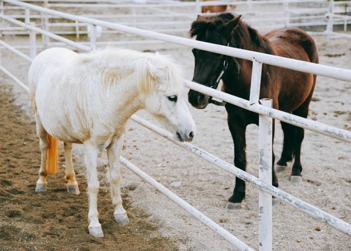 朝阳新确诊一例(朝阳确诊新型肺炎) 朝阳新确诊一例(朝阳确诊新型肺炎)