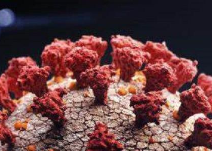 毒株是什么样子:毒株的图片 毒株是什么样子:毒株的图片