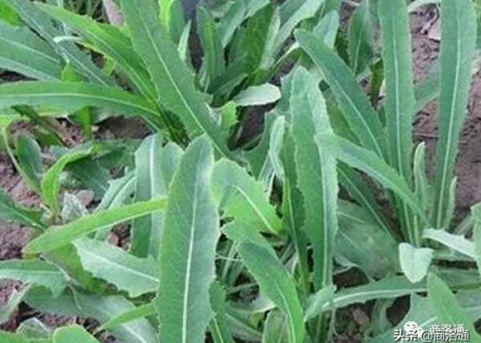 北京3月19日天气深度解析,春寒料峭中的城市脉动与自然密码 北京3月19日天气深度解析,春寒料峭中的城市脉动与自然密码