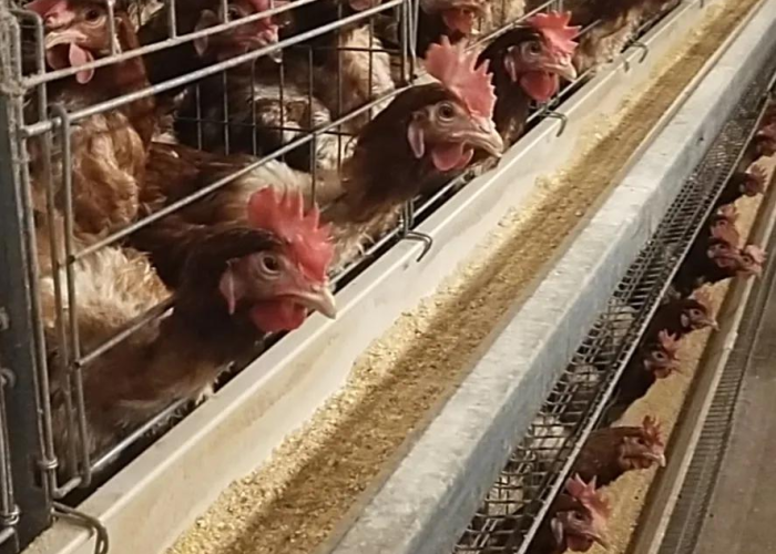 【山东新增本土59例病例,山东新增本土59例病例详情】 【山东新增本土59例病例,山东新增本土59例病例详情】