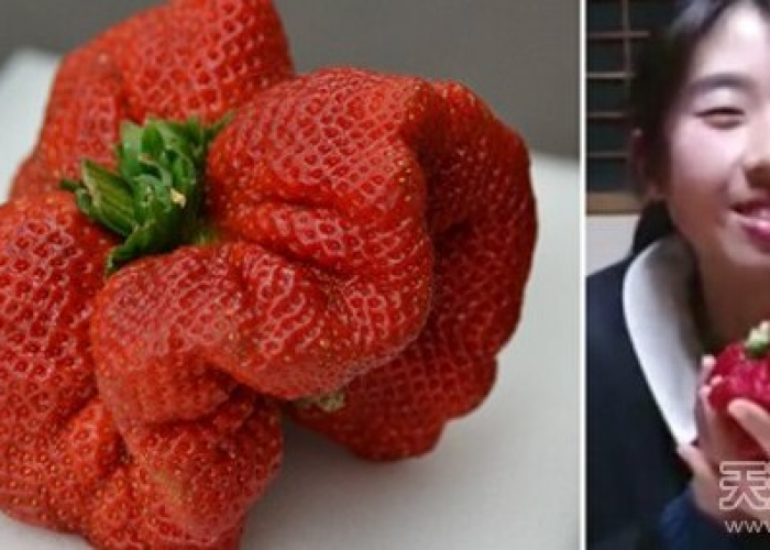 金刚2hd/金刚2号草莓品种介绍 金刚2hd/金刚2号草莓品种介绍