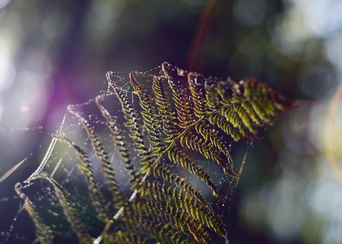 太阳耀斑的形成原因:太阳耀斑是怎么形成的