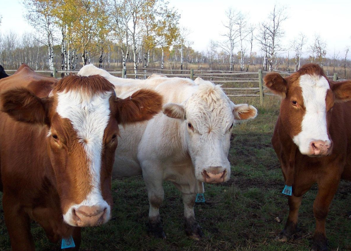 【北京冷链食品疫情,北京冷链食品疫情防控政策】 【北京冷链食品疫情,北京冷链食品疫情防控政策】