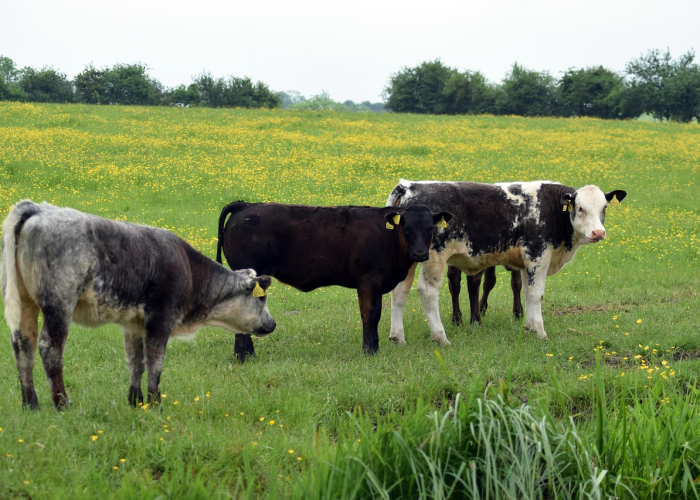 秒懂百科“微信炸 金花链接房卡哪里买”房卡详细充值 秒懂百科“微信炸 金花链接房卡哪里买”房卡详细充值