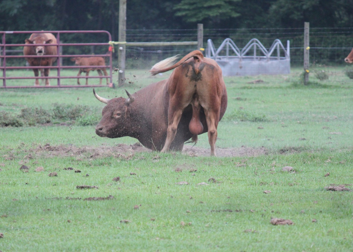 房卡必备教程“微信牛牛群斗牛群”详细房卡怎么购买教程 房卡必备教程“微信牛牛群斗牛群”详细房卡怎么购买教程