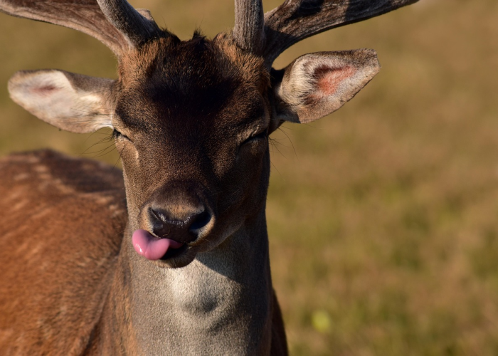 【真野猪套测试/真野猪套装】 【真野猪套测试/真野猪套装】