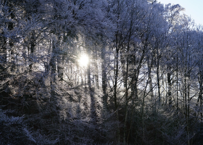 新疆疫情最新通报，新增病例动态与防控策略深度解析
