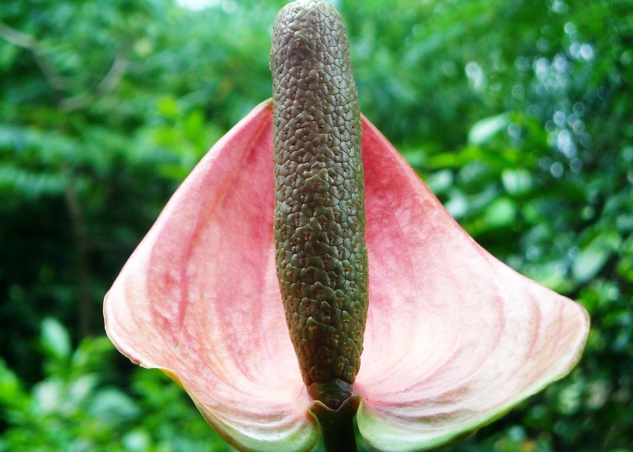 车厘子核酸阳性是什么意思/车厘子核酸阳性是真的还是假的