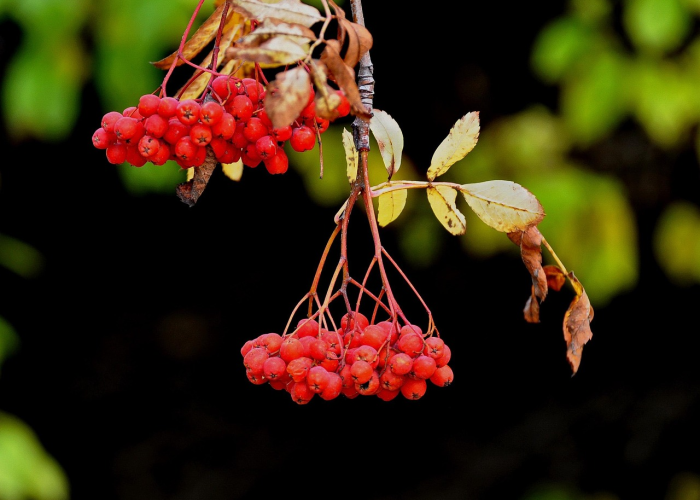 一分钟实测分享“微信牛牛链接房卡在哪里弄”房卡详细充值 一分钟实测分享“微信牛牛链接房卡在哪里弄”房卡详细充值