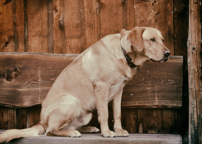 给大家讲解“微信群牛牛房卡哪里有卖的”房卡详细充值 给大家讲解“微信群牛牛房卡哪里有卖的”房卡详细充值