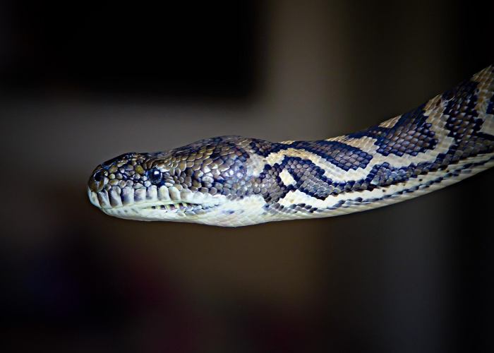 房卡必备教程“微信群金花房卡”房卡获取方式