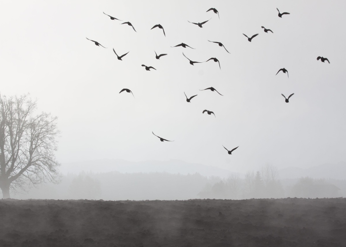 北京大雾天气图片,雾锁京城,一幅朦胧与真实的时代画卷 北京大雾天气图片,雾锁京城,一幅朦胧与真实的时代画卷