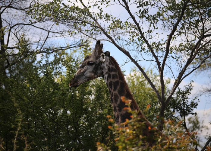 草原上的守护者,新巴尔虎右旗疫情下的坚韧与温情 草原上的守护者,新巴尔虎右旗疫情下的坚韧与温情