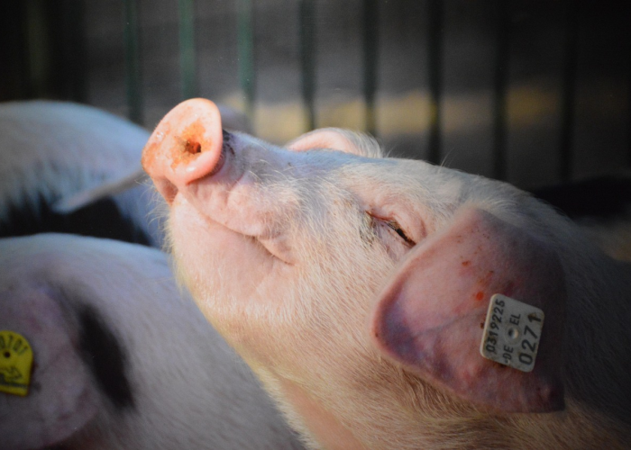 【2023猪价会涨吗,2023猪肉价格的走势分析】