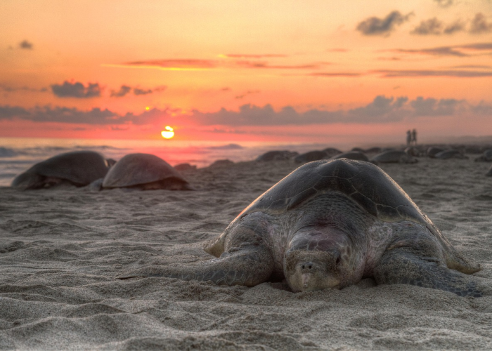 土水派熊猫人坐骑哪里买/魔兽世界70土水派乌龟坐骑怎么获得 土水派熊猫人坐骑哪里买/魔兽世界70土水派乌龟坐骑怎么获得