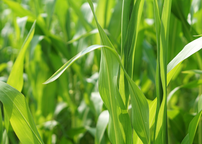 【黄金行情走势软件/黄金行情走势软件下载】 【黄金行情走势软件/黄金行情走势软件下载】