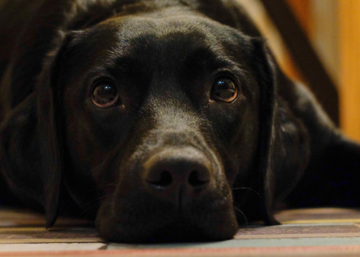 给大家讲解“微信怎么建房玩斗牛”房卡获取方式 给大家讲解“微信怎么建房玩斗牛”房卡获取方式