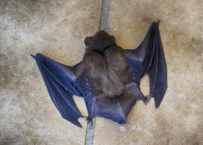 魔兽世界磷光石幼龙怎么获得/魔兽世界磷光龙怎么刷 魔兽世界磷光石幼龙怎么获得/魔兽世界磷光龙怎么刷