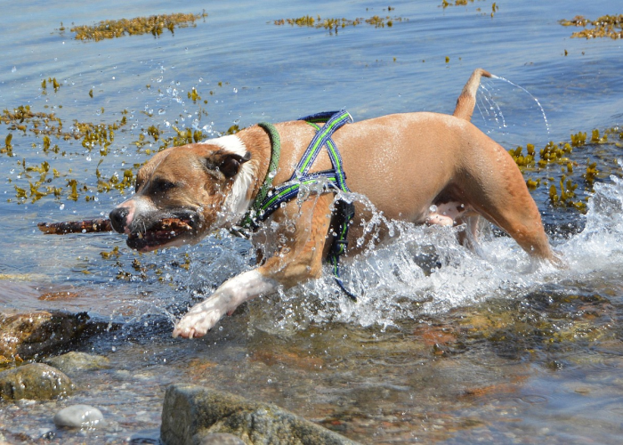 一分钟介绍使用“微信斗牛牛链接”详细房卡使用教程