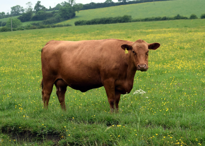 全攻略普及“微信牛牛群房卡”详细房卡使用教程 全攻略普及“微信牛牛群房卡”详细房卡使用教程