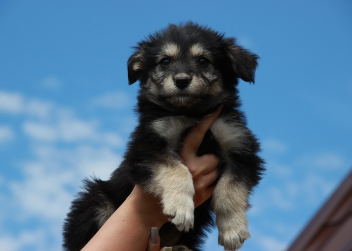 房卡必备教程“斗牛房卡牛牛房卡”获取房卡教程-哔哩哔哩