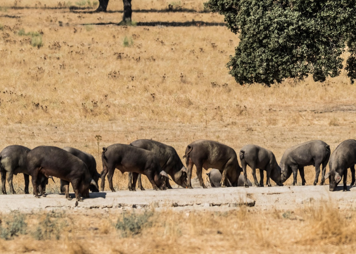秒懂百科“微信房卡斗牛牛有挂吗”详细房卡教程