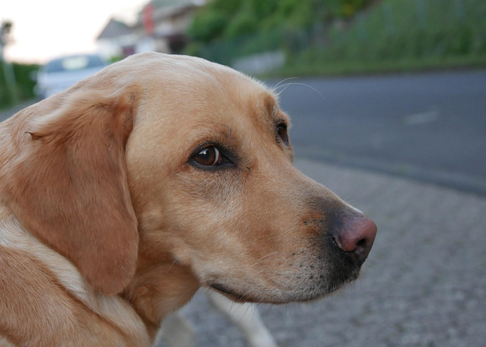 放荡不羁寓意什么生肖动物？揭秘生肖文化中的自由灵魂与人生哲学