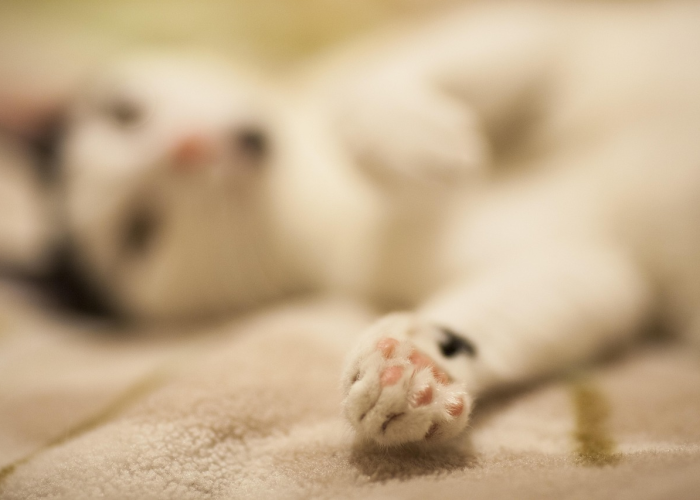 出血热人与人之间会传染吗？科学解析与防控指南